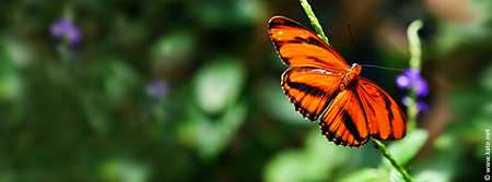 Magical Butterfly Facebook Cover
