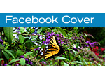 Butterfly Facebook Cover