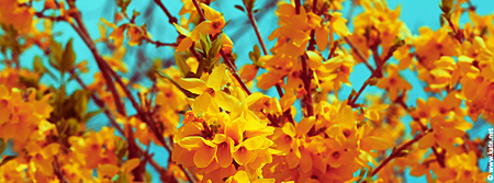 Gold Forsythia Flowers Facebook Cover