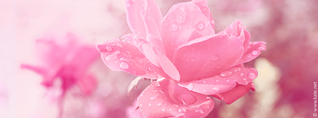 Raindrops on Roses Facebook Cover