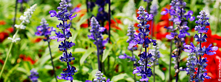 Red, White, and Blue Flowers Facebook Cover