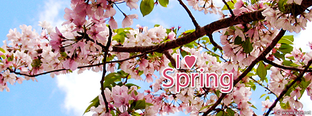 I Love Spring - Spring Blossoms Facebook Cover