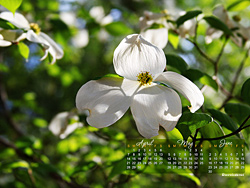 May Calendar Wallpaper