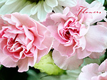 Carnations Wallpaper