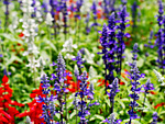 Red, White and Blue Flowers Wallpaper