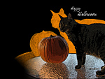 Cat and Pumpkin Wallpaper