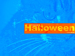Halloween Cat Wallpaper
