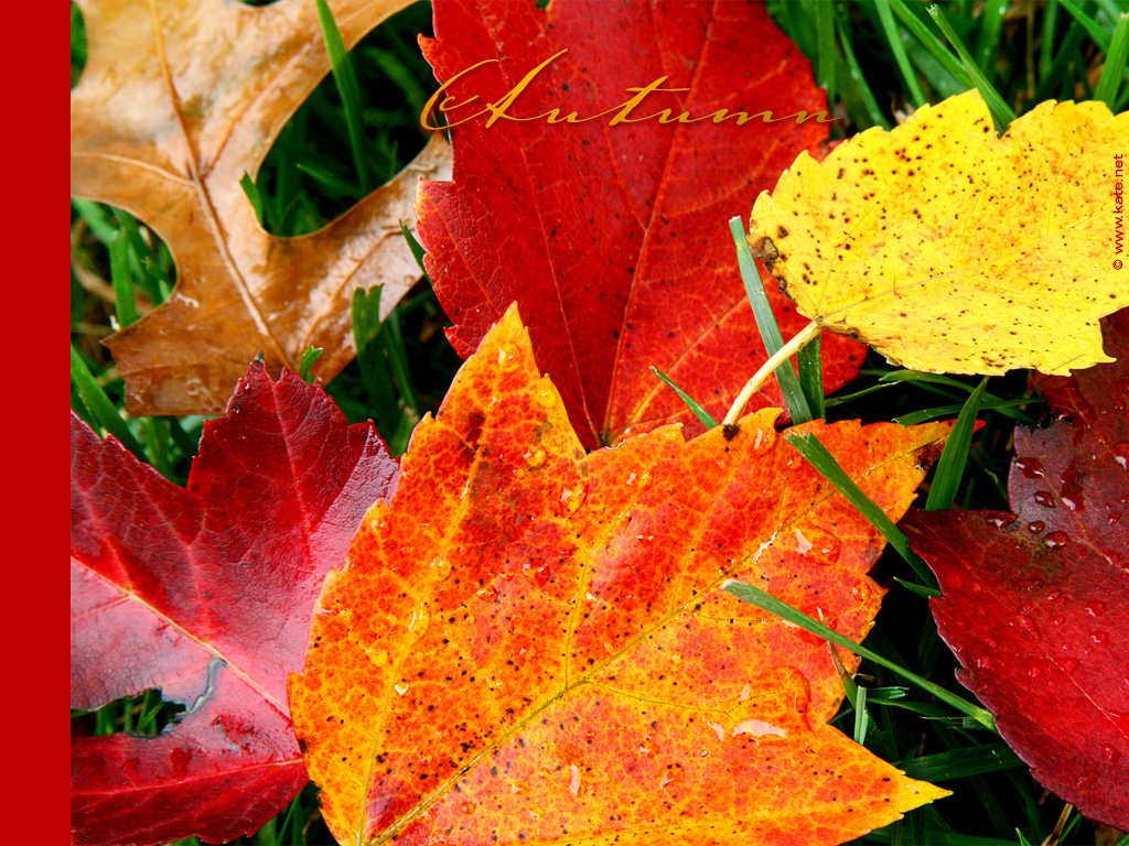 Autumn Leaves Wallpaper Photo/Wallpaper © Kate.net. Created 9/3/08