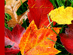 Fall Leaves Wallpaper