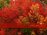 Fall Leaves Wallpaper