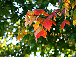 Autumn Leaves Wallpaper