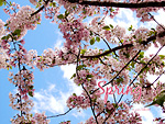 Cherry Blossoms Wallpaper