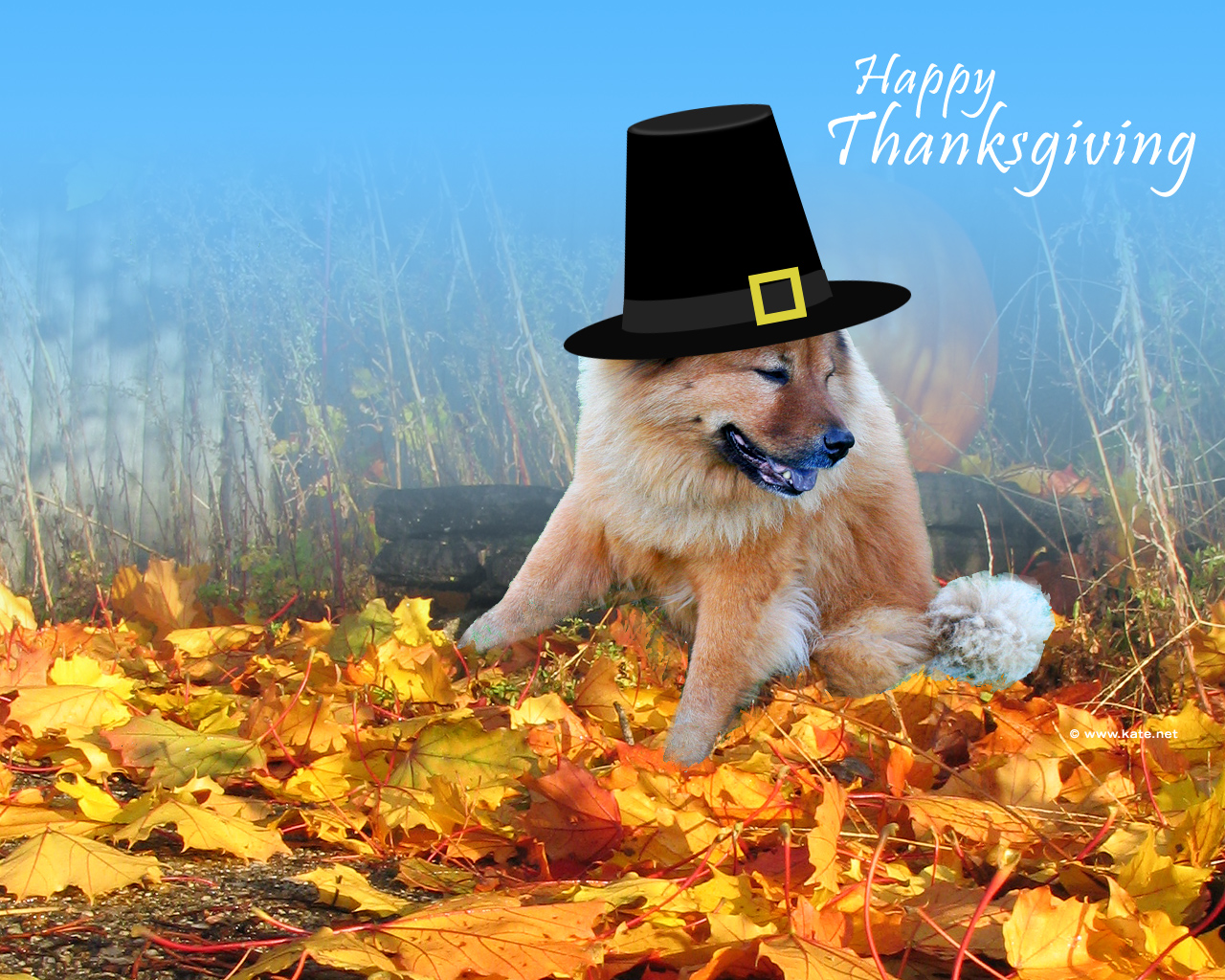 Thanksgiving Wallpapers on Kate.net - Page 1