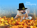 Thanksgiving Wallpaper