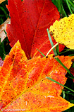 iPhone Autumn Leaves Wallpaper