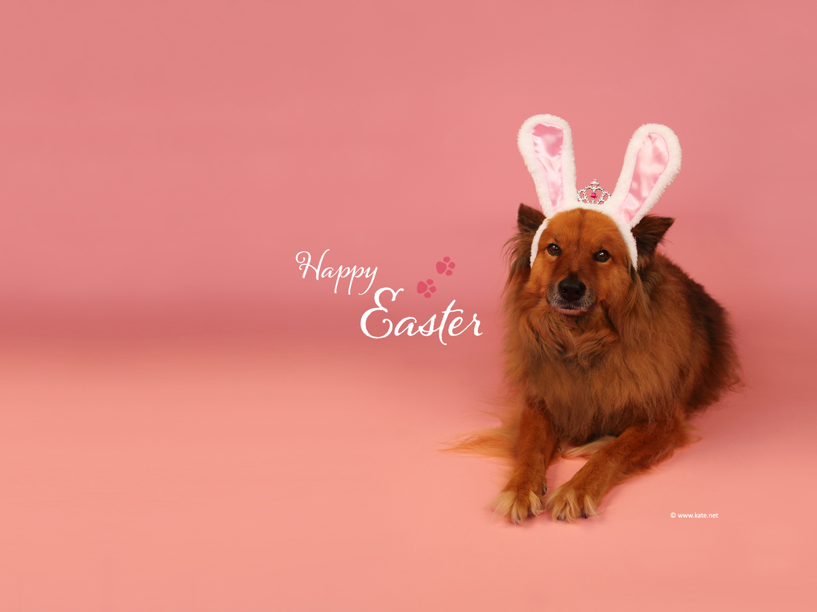 Free Easter Wallpaper  NawPic